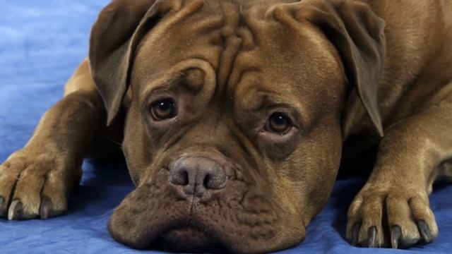 Бордоский дог описание плюсы и минусы породы | Собаководство | Порода собак бордоский дог смотреть онлайн