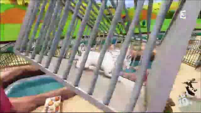 G&C, Aventures Africaines 5 - Ouvrez Les Cages