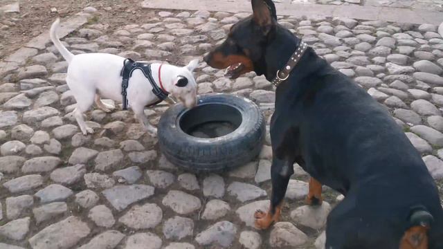 Бультерьер и доберман смотреть онлайн