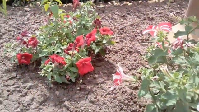 Мои цветы 05.07.2020 смотреть онлайн