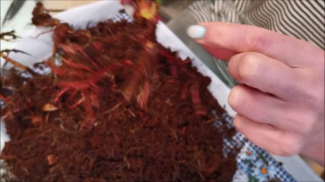 Реанимация антуриума Юта (Utah) после долгой пересылки смотреть онлайн