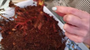 Реанимация антуриума Юта (Utah) после долгой пересылки