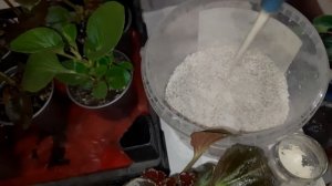 ПОД ОБРЕЗКУ ВСЮ БЕГОНИЮ ВЕЧНОЦВЕТУЩУЮ. СТРИГУ И УКОРЕНЯЮ ЧЕРЕНКИ.