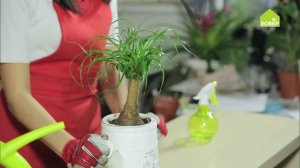 НОЛИНА, или БУТЫЛОЧНОЕ ДЕРЕВО: уход и пересадка