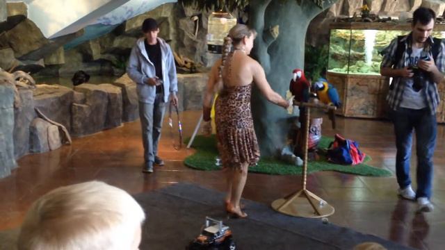 Дрессированные попугаи Влады Ревоненко смотреть онлайн