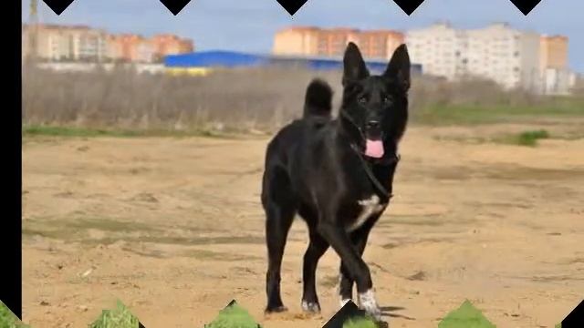 Стаффодом Восточное. Собаки без породы.mp4 смотреть онлайн