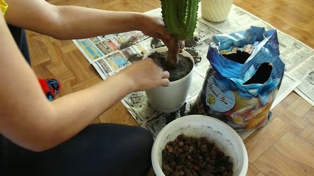 Пересадка кактуса Молочай. смотреть онлайн