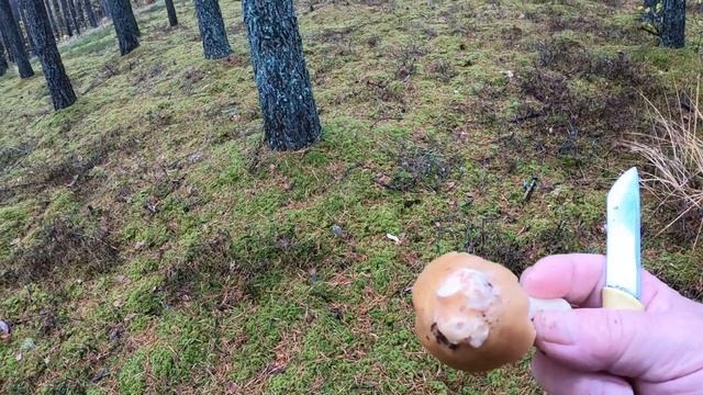 Прогулки по лесу. Будем брать все последние грибы, которые видим. смотреть онлайн