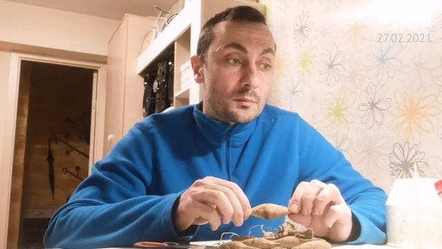 Эксперимент "Георгина/Цитокинин". Часть 1 смотреть онлайн