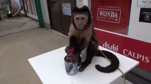 Monkey. Funny Monkeys Compilation Part 1 / Обезьяны. Смешные обезьяны 1 смотреть онлайн