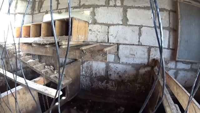 вьетнамские вислобрюхие свиньи. опыт содержания в гостях у Александра смотреть онлайн