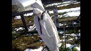 100% защита яблони от зайцев зимой. Как защитить яблоню от зайцев зимой