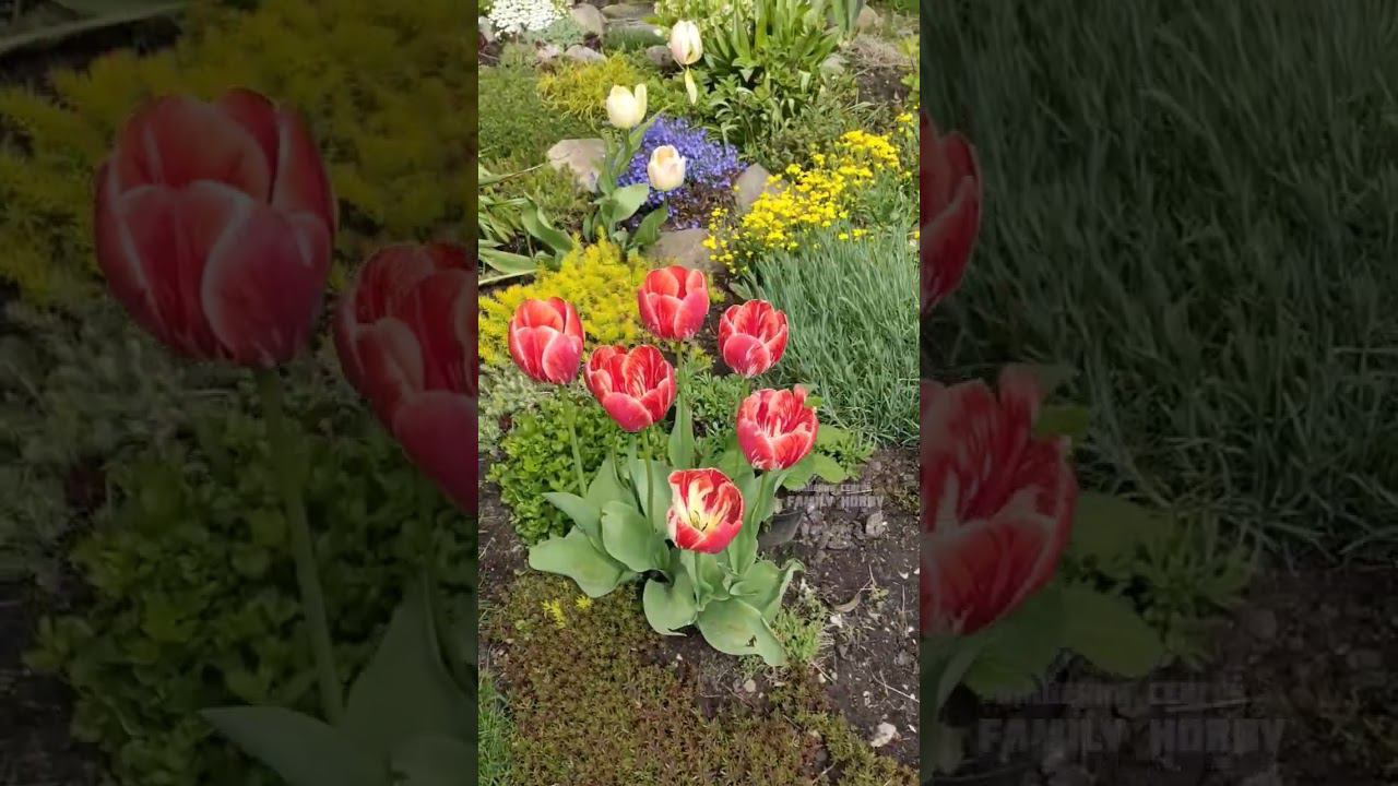 27 апреля#в нашем саду смотреть онлайн