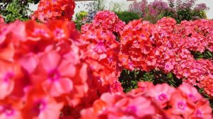 Флокс Тимур