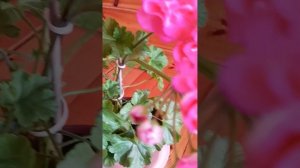 Вся правда о пеларгонии Сакура