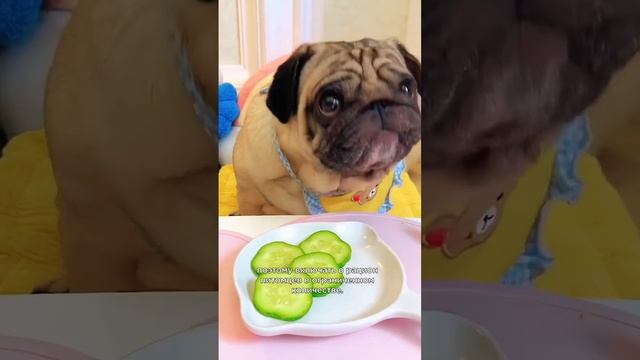 Самые полезные овощи для собак #интересныефакты #собаки