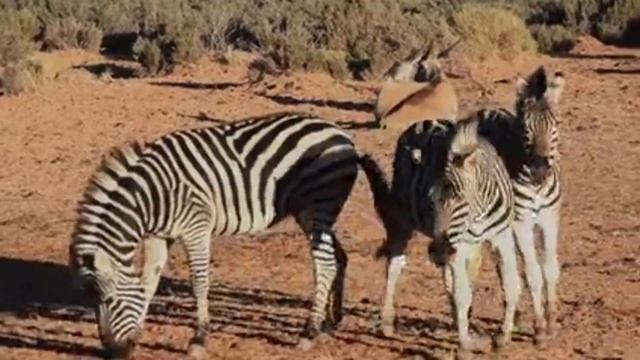Жабайы жануарлардың дыбысы| Animals voice #animals #животные #жануарлар смотреть онлайн