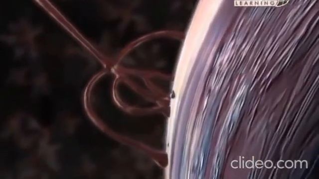Строение нервной клетки смотреть онлайн