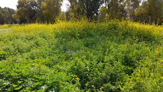 Spring Flowers inside Hayarkon Park Tel Aviv Israel Part 1 смотреть онлайн