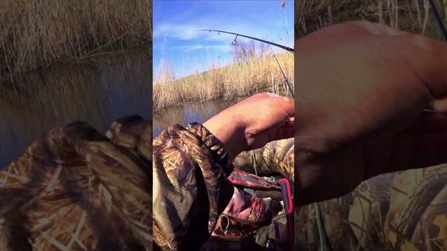 Шустрый попался! смотреть онлайн