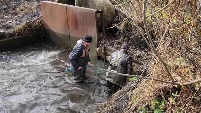 Снова поймали 10.000 карасиков(малька). Заготовка ЖИВЦА для зимней рыбалки на Жерлицах. Часть-2. смотреть онлайн
