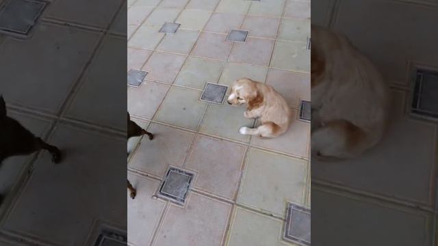 Английский кокер-спаниель, девочка. 1 месяц 10дней.