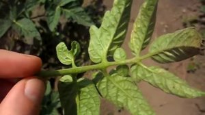 Томаты. Болезни помидор. Церкоспороз