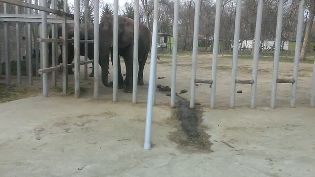 Африканский слон, зоопарк г. Ниредьхаза, Венгрия смотреть онлайн
