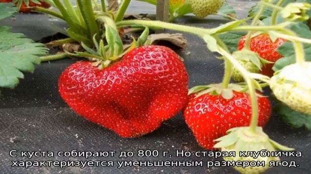 Клубника Кент — описание сорта смотреть онлайн