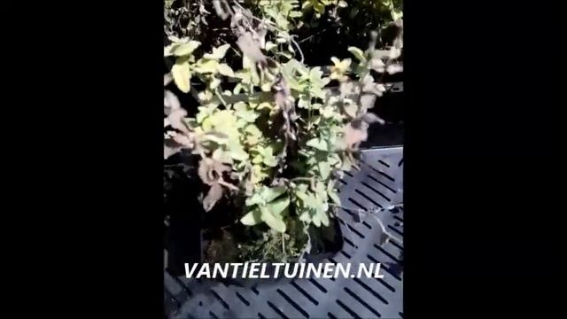 Nepeta faassenii смотреть онлайн