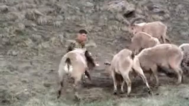 КАК БАЛКАРЦЫ КОРМЯТ ТУРОВ С РУК смотреть онлайн