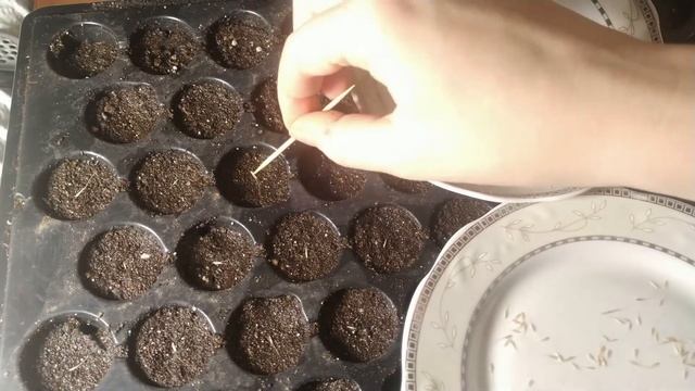 Как быстро посадить мелкие семена. Посадка сухоцвета лагуруса - зайцехвоста. Мой опыт. смотреть онлайн