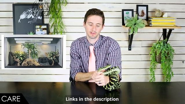 Carpet Python, The Best Pet Snake? смотреть онлайн