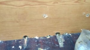 Как сделать инкубатор в домашних условиях, идея для бизнеса