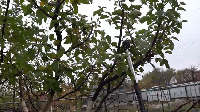 ОБРЕЗКА ЯБЛОНИ ЧАШЕЙ, 2 сорта на одном дереве. смотреть онлайн