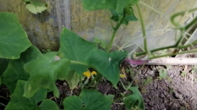 Огурцы с 1 июня в теплице: лучшие сорта смотреть онлайн