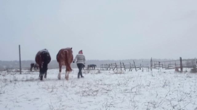 Выпал снег и можно ещё поработать над трюками. смотреть онлайн