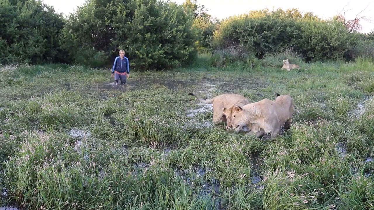Водное поло со львами. Второй тайм. Water polo with lions. Second time смотреть онлайн