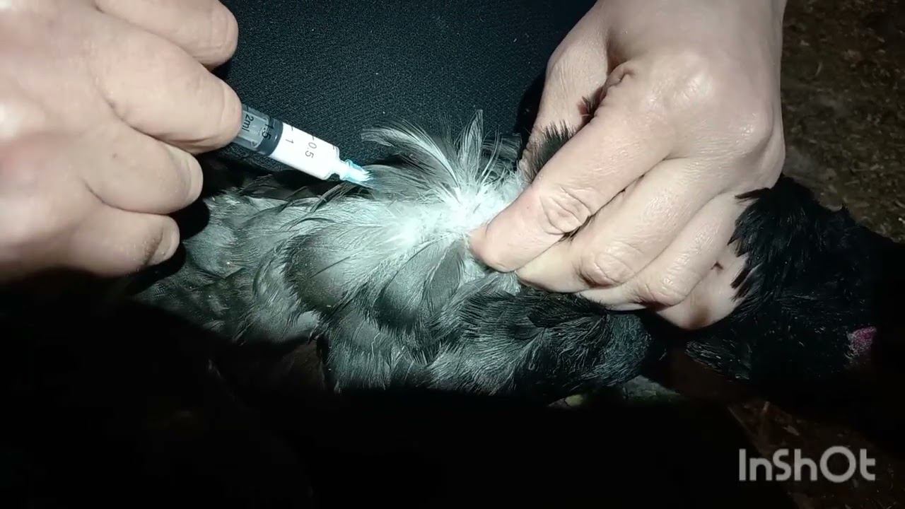 Как и чем прививать птицу от птичьего гриппа смотреть онлайн