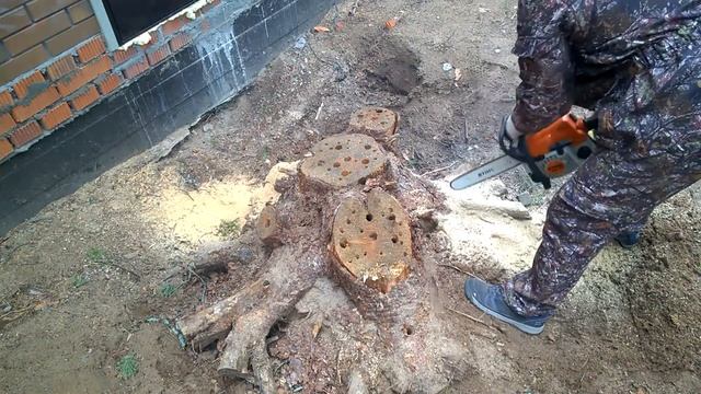 Удаления пня аммиачной селитрой и солью. Результат через 10 месяца. смотреть онлайн