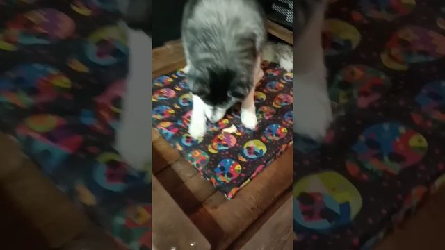 Объявляется неделя комментариев "Собакам нельзя хлеб" смотреть онлайн