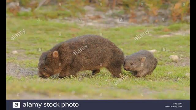 ВОМБАТ часть 9 смотреть онлайн