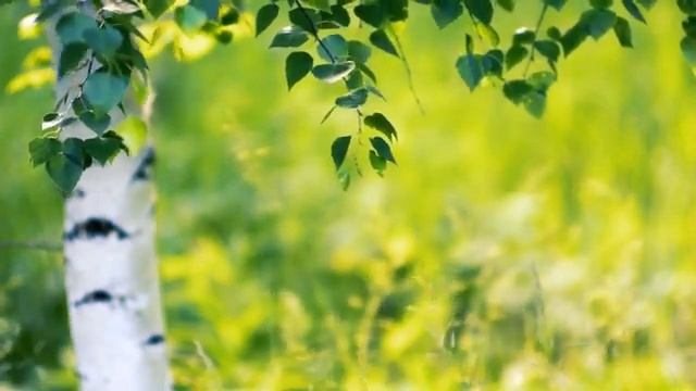 Relax nature sound 6h Расслабляющие звуки леса 6h смотреть онлайн