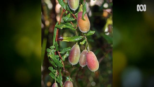 Native Climbers  | Australian Native Plants | Gardening Australia