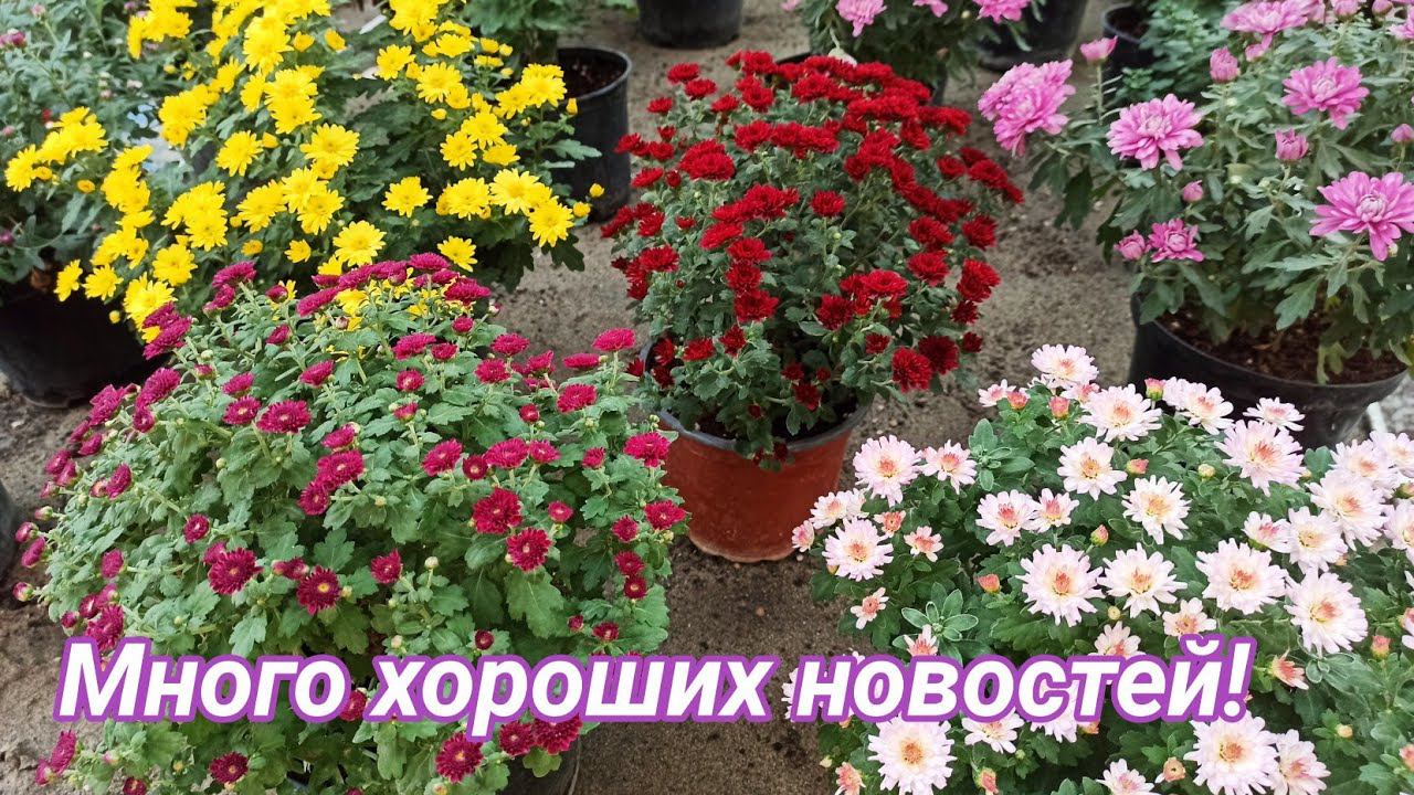 Много хороших новостей! Объявление! смотреть онлайн