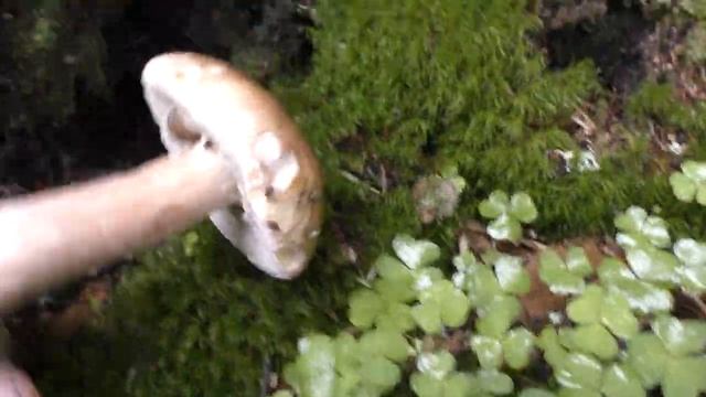 Белых грибов много не бывает, их бывает очень много! Грибной Июль 2020 года. смотреть онлайн