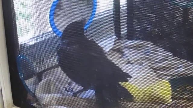 Hungry Young Crow 1 смотреть онлайн