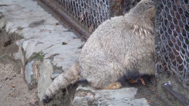 Манулы Мия и Снежинка в новом вольере. 16.11.2022 смотреть онлайн