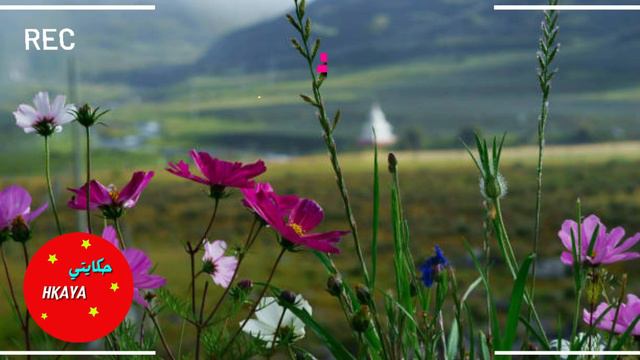 فالطوبيس لقيت الحلاوة خرجت فركة ومساخيا وعلى لي وازن ناوية هبلني ومسخيت بلي شافتو عينيا смотреть онлайн