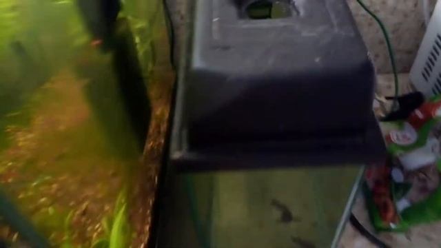 #Аквариумистика: Отвалился хвост у Молли, продажа Гуппи смотреть онлайн